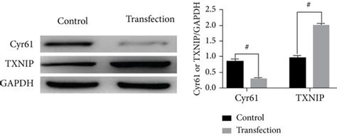 Expression Level Of Cyr61 And Txnip Proteins After Transfection X±s N