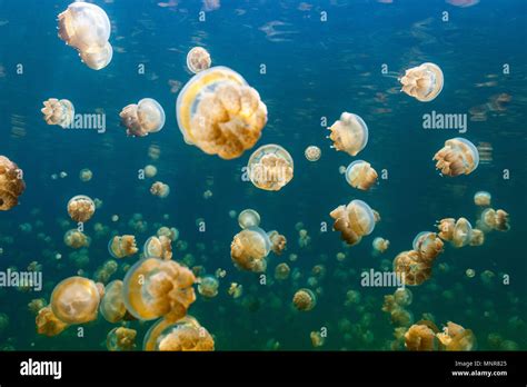 Underwater Photo Of Endemic Golden Jellyfish In Lake At Palau