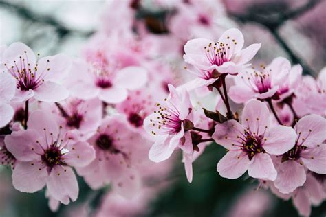 Significado De La Flor De Cerezo En La Cultura Japonesa Compartir Flores