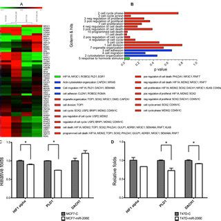 Exogenous TGF β1 stimulation of miR 206 overexpressing cells restores