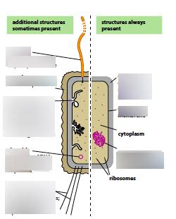 Prokaryote Cell Diagram Quizlet