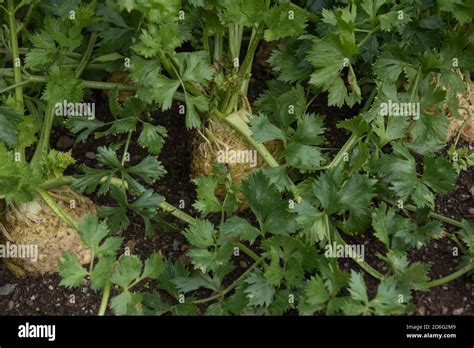 Home Grown Organic Celeriac Heads Apium Graveolens Var Rapaceum