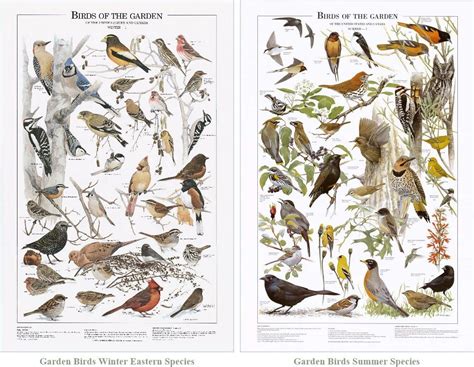 Garden Bird Mini Set Eastern And Summer Species Identification Charts