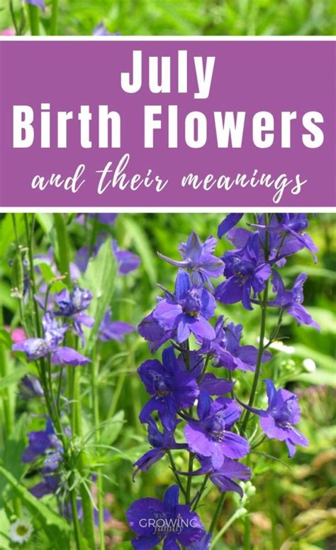 July Birth Flower: What Is My Birth Flower?, 41% OFF