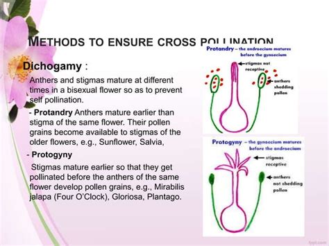 Pollination | PPT