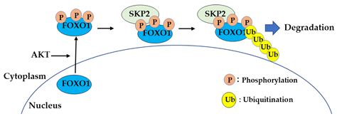 Cells Free Full Text Tissue Specific Metabolic Regulation Of Foxo