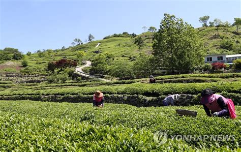 제28회 하동야생차문화축제 슬로건·포스터 20일까지 공모 연합뉴스