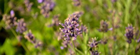 Lavendel Combineren Met Andere Planten Pvf Agbc