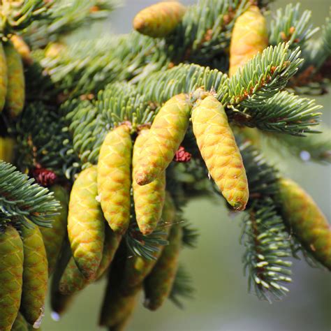 White Spruce Trees for Sale – FastGrowingTrees.com