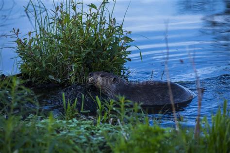 Scene of a Beaver (Castor) in Hinton Town, Alberta, Canada Stock Photo ...