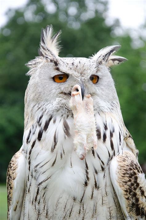 White Horned Owl Portrait Horned Owl Белая рогатая орлиная сова с