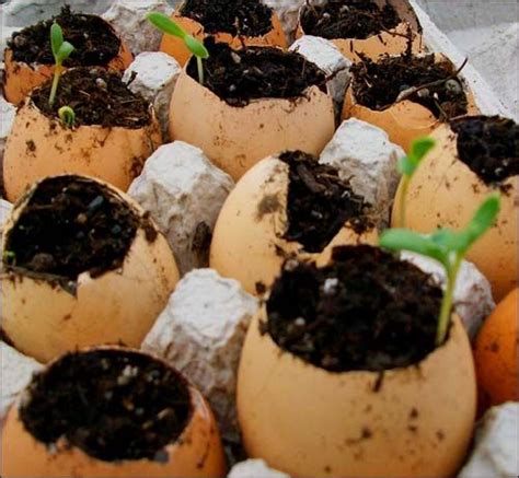 Creative Reuse Egg Shell Planting Pots Ecolocalizer Planting Pots