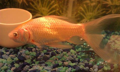 Comet Goldfish: Care, Lifespan, And Breeding Tips - The Pondineer