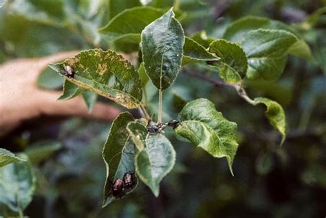 Japanese Beetle | NC State Extension Publications