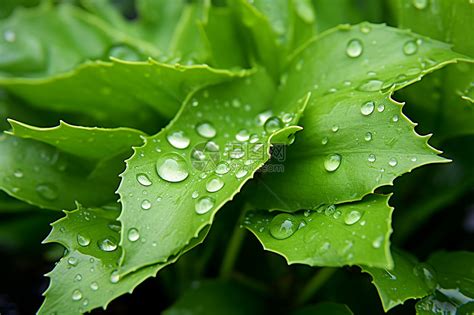 绿叶子上的雨露高清图片下载 正版图片600737741 摄图网