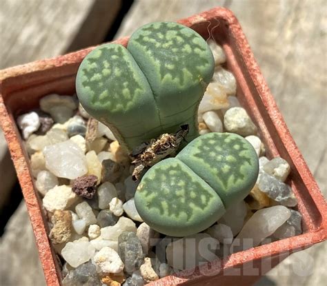 Shpr Lithops Julii Ssp Fulleri V Fulleri Fullergreen Cactus