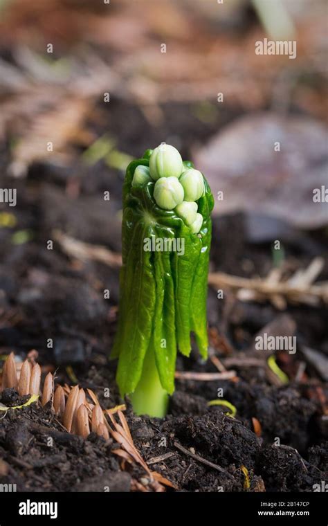 Mayapple Podophyllum Peltatum Plantas Fotograf As E Im Genes De Alta