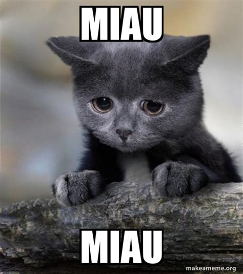 Miau Miau Confession Cat Meme Generator