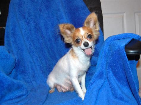 Papillon Dog Info, Temperament, Lifespan, Shedding, Puppies, Pictures