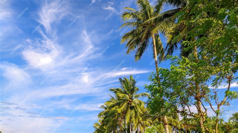 Premium Photo View Of Tall Coconut Trees With Clear Cloudy Sky With