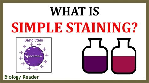 What Is Simple Staining Definition Steps And Diagrams Youtube