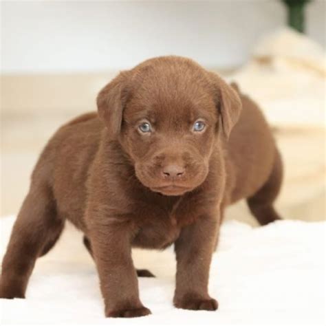 Chiot Labrador Chocolat Lof 11100 UnCompagnon Fr