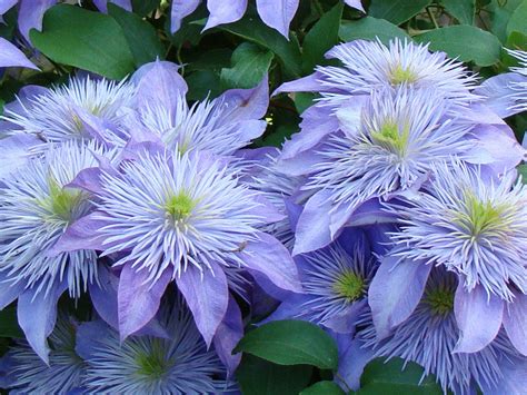 Clematis Crystal Fountain Brushwood Nursery Clematis Specialists