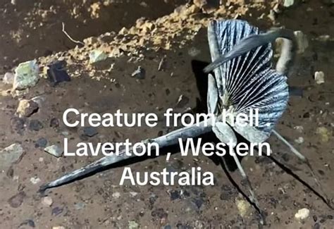 Mysterious Insect Dubbed Creature From Hell Found In Western