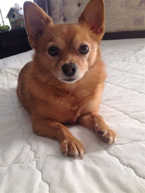 a small brown dog laying on top of a bed