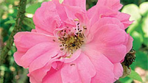 ruze botanicke historicke  moderni jak vznikly ruze ireceptarcz