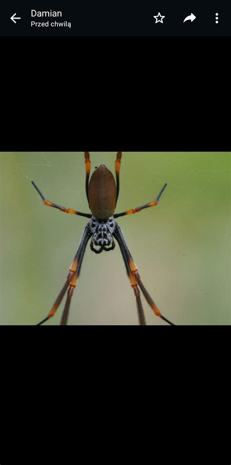 Trichonephila Edulis Australian Golden Orb Weaver In Brisbane Australia