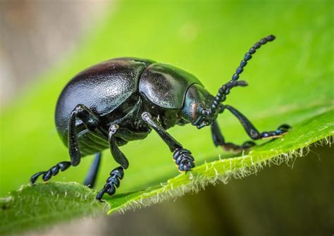 The Textures Of Insects Photo Contest Winners