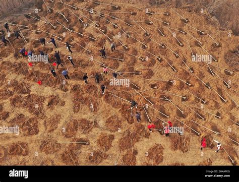 Volunteers Planting Trees Hi Res Stock Photography And Images Alamy