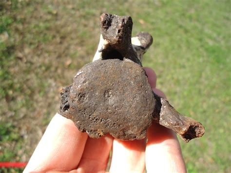 Bargain Sloth Caudal Vertebra | Recently Sold | FOSSILS | Prehistoric ...