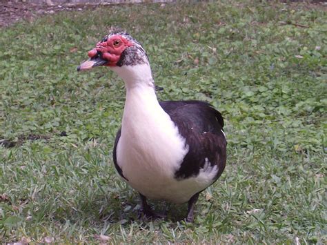 File Male Muscovy Duck On Grass