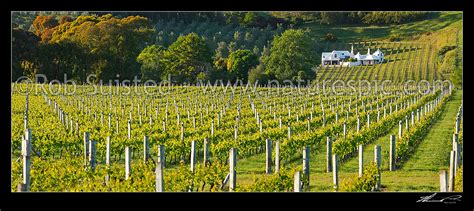 Coleraine House Or Buck House Landmark Amongst Vineyards Of Te Mata