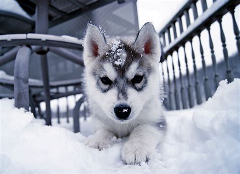 Cute Husky Puppies