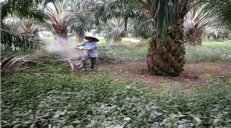 PEMUPUKAN EFISIEN KELAPA SAWIT SAAT PUPUK MAHAL Media Perkebunan