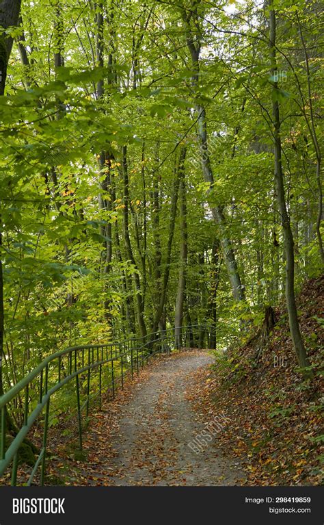 Green Forest. Image & Photo (Free Trial) | Bigstock