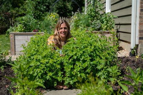 Lemon Balm Plant