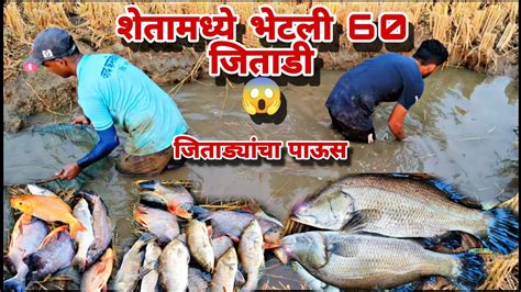 अलिबाग तालुक्यामधील शेतातील सर्वात फेमस मासेमारी🐟 शेतात भेटली 60