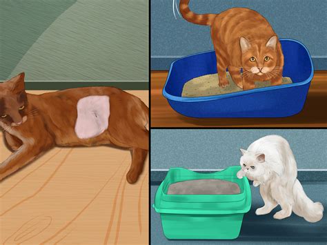 3 Ways To Know If Cats Are Playing Or Fighting Wikihow