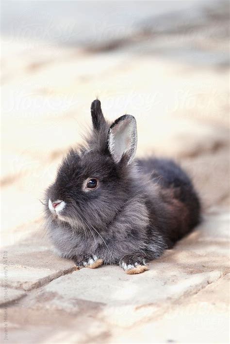 Relentlessly Creative Stock Photos and Videos | Cute baby bunnies, Cute baby animals, Pet bunny