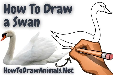 How To Draw A Swan Easy Drawing Tutorial