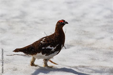 Alaska State Bird Name