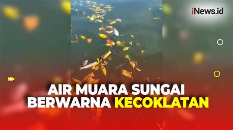 Air Muara Sungai Marana Di Maros Sulawesi Selatan Tercemar Puluhan