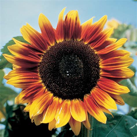 Helianthus Anuus Solar Eclipse F Tournesol Annuel Grand Centre