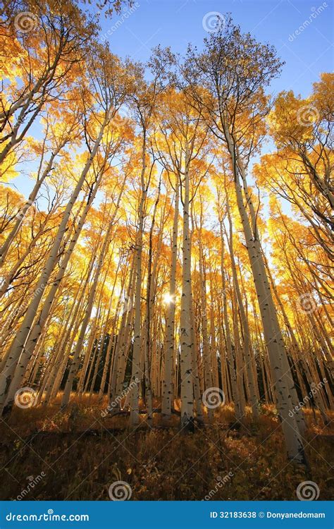 Aspen Trees with Fall Color, San Juan National Forest, Colorado Stock ...