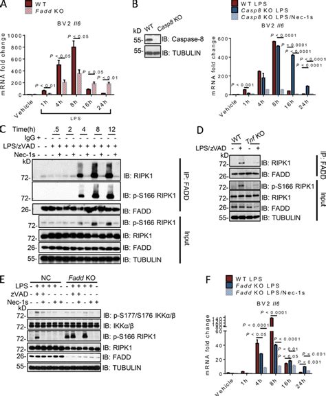 Ripk1 Kinase Activityregulated Cytokine Production Is Faddcaspase 8