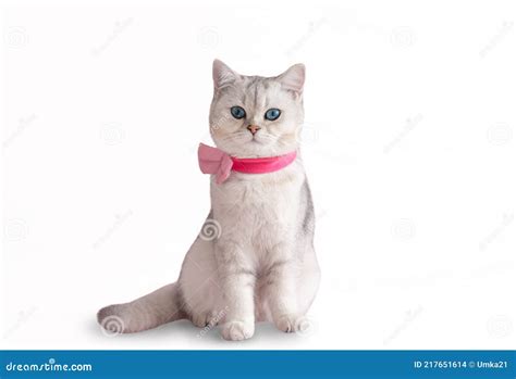 Adorable Blue Eyed White British Cat Wearing Pink Bow Tie Stock Photo